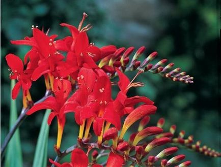 Crocosmia (montebretsiya) fotók, ültetés, gondozás a japán Gladiolus a nyílt terepen