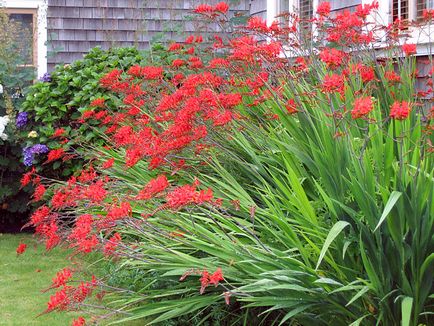 Crocosmia (montebretsiya) fotók, ültetés, gondozás a japán Gladiolus a nyílt terepen