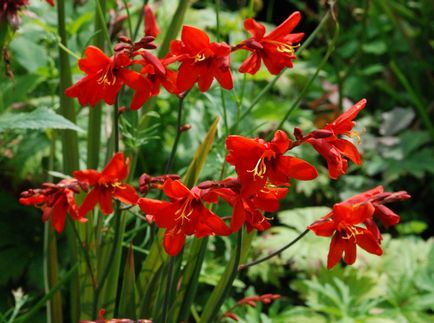 Crocosmia (montebretsiya) fotók, ültetés, gondozás a japán Gladiolus a nyílt terepen