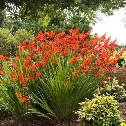 Crocosmia (montebretsiya) fotók, ültetés, gondozás a japán Gladiolus a nyílt terepen