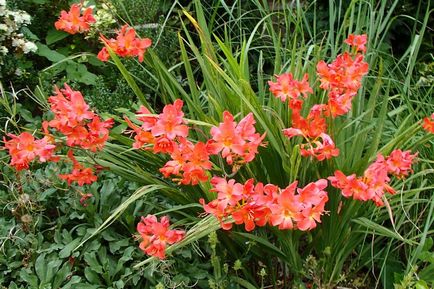 Crocosmia (montebretsiya) fotók, ültetés, gondozás a japán Gladiolus a nyílt terepen