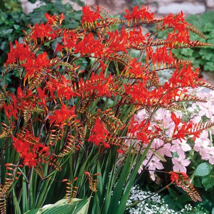 Crocosmia (montebretsiya) fotók, ültetés, gondozás a japán Gladiolus a nyílt terepen