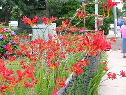 Crocosmia (montebretsiya) fotók, ültetés, gondozás a japán Gladiolus a nyílt terepen