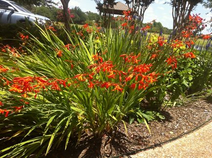 Crocosmia (montebretsiya) fotók, ültetés, gondozás a japán Gladiolus a nyílt terepen