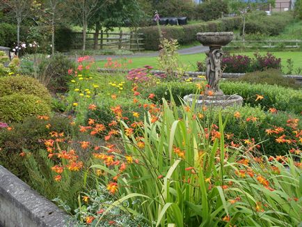 Crocosmia (montebretsiya) fotók, ültetés, gondozás a japán Gladiolus a nyílt terepen