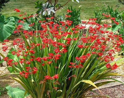 Crocosmia (montebretsiya) fotók, ültetés, gondozás a japán Gladiolus a nyílt terepen