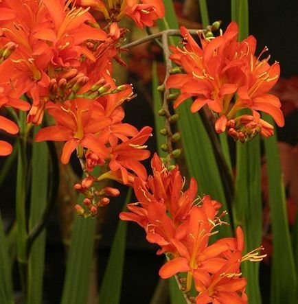 Crocosmia (montebretsiya) fotók, ültetés, gondozás a japán Gladiolus a nyílt terepen