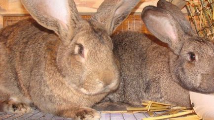 Кролики породи фландр найбільший в світі, розведення бельгійського велетня, фото, відео