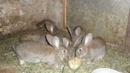 Кролики породи фландр найбільший в світі, розведення бельгійського велетня, фото, відео