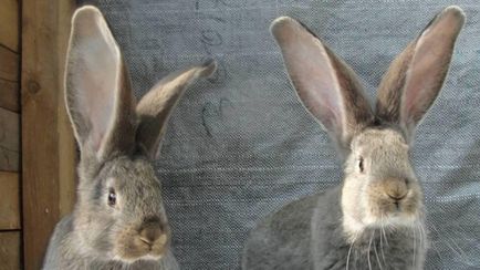 Кролики породи фландр найбільший в світі, розведення бельгійського велетня, фото, відео