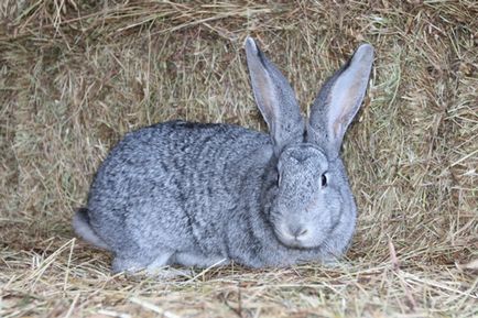 Кролик породи шиншила опис, відгуки та фото