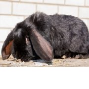 Кролик породи шиншила опис, відгуки та фото