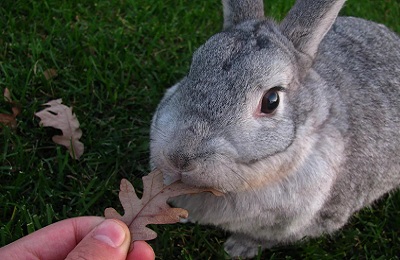 Кролик шиншила (радянська) опис і характеристика породи