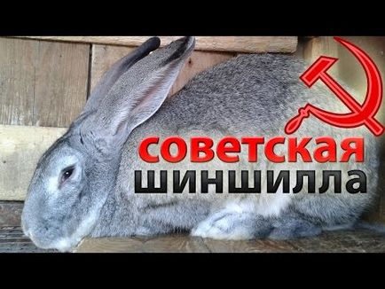 Кролик шиншила (радянська) опис і характеристика породи