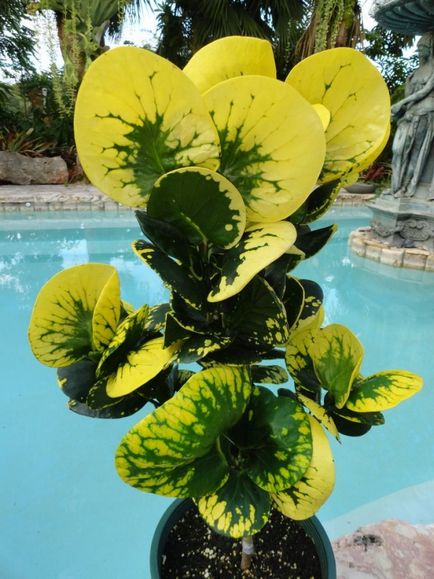 Croton în formă și îngrijire