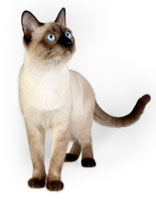 Cumpărați o pisică de rasă mau egipteană în puterea egipteană pepinieră