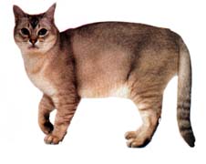 Купити кошеня породи єгипетська мау в розпліднику єгипетська сила