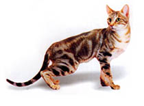 Купити кошеня породи єгипетська мау в розпліднику єгипетська сила
