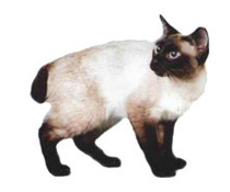Cumpărați o pisică de rasă mau egipteană în puterea egipteană pepinieră