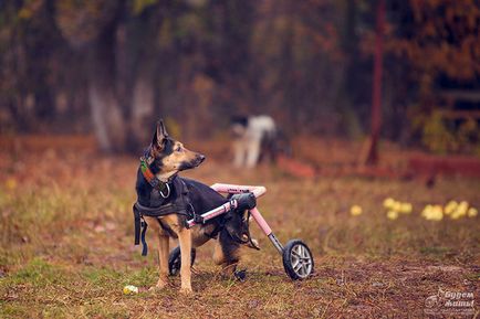 Szerencsés élünk! Segélyhivatala idősebb kutyák és kutyák a fogyatékkal élő