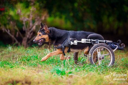 Szerencsés élünk! Segélyhivatala idősebb kutyák és kutyák a fogyatékkal élő