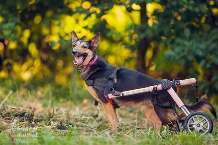 Lucky, hai să trăim! Fondul de Asistență pentru câini vechi și câini cu dizabilități