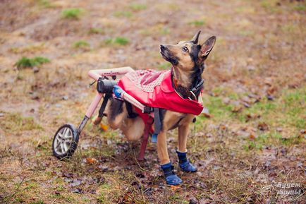 Lucky, hai să trăim! Fondul de Asistență pentru câini vechi și câini cu dizabilități