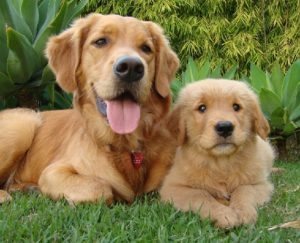 Tratamentul alergiilor la câini prin remedieri populare, pisici și câini