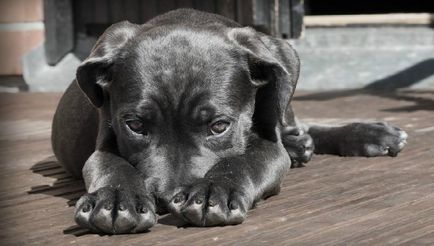 Tratamentul și prevenirea tiroidianei la câini