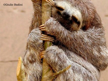 Sloths (Lat