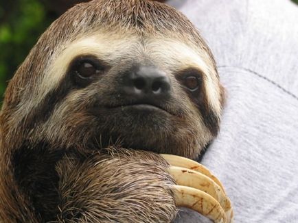 Sloths (Lat