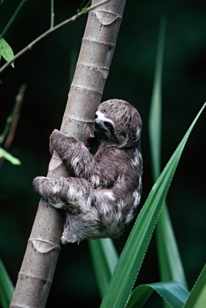 Sloths (Lat