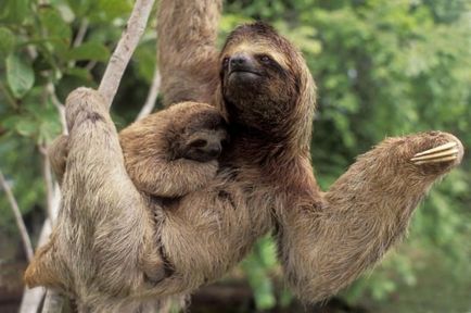 Sloths (Lat