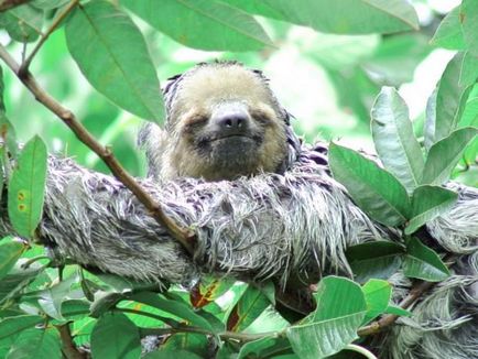 Sloths (Lat