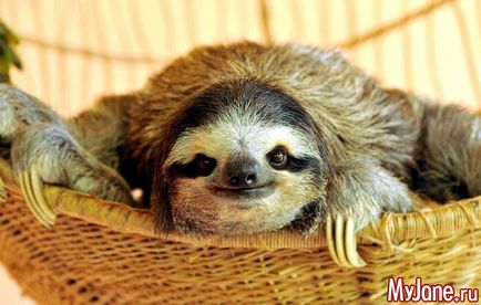 Sloths sunt o cale lungă în milioane de ani - origine, habitat, stil de viață, obiceiuri,