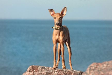 Левретка, порода декоративних собак фото, походження, зміст