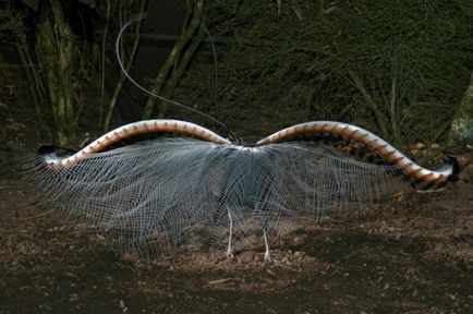 Lyrebirds poate reproduce orice sunete cu precizie surprinzătoare - un fapt