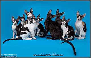 Gyík rs - Tenyészet Cornish Rex (Rex) Lizard rs - Tenyészet Cornish Rex