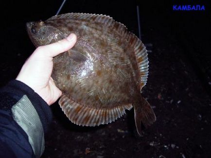 Ловимо глосики в зимовому морі, полювання та риболовля в криму - незалежний сайт про кримську риболовлю і