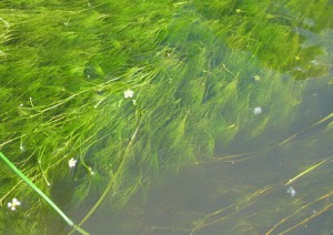 Fishing in Shelkovnikov (egyszerű csomagolás)