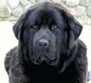 Clasa maestrilor richarda aikhorn - mastiff tibetan, vis kailas