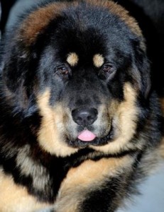 Clasa maestrilor richarda aikhorn - mastiff tibetan, vis kailas