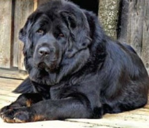 Clasa maestrilor richarda aikhorn - mastiff tibetan, vis kailas