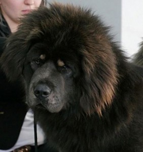 Clasa maestrilor richarda aikhorn - mastiff tibetan, vis kailas