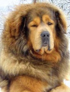 Clasa maestrilor richarda aikhorn - mastiff tibetan, vis kailas