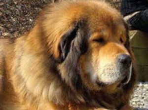 Clasa maestrilor richarda aikhorn - mastiff tibetan, vis kailas