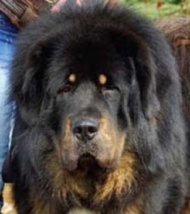 Clasa maestrilor richarda aikhorn - mastiff tibetan, vis kailas