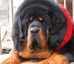 Clasa maestrilor richarda aikhorn - mastiff tibetan, vis kailas