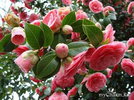 Miere de hidratare de la arden - Elizabeth Arden miere de ceai verde miere crema de corp