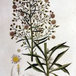 Conyza canadensis állítsa Guznov, felhasználása és alkalmazása a gyógynövények